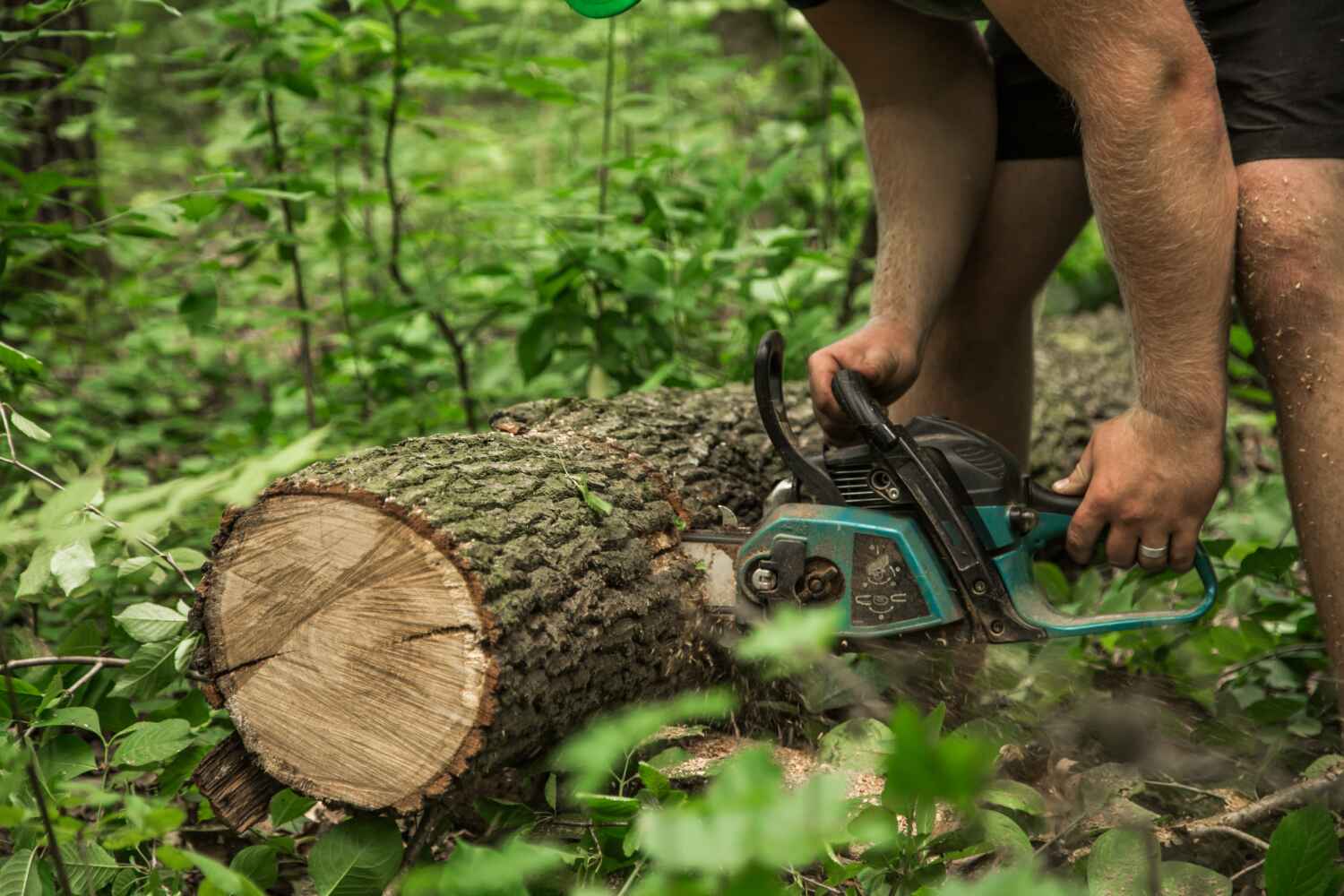 Palm Tree Trimming in Washington, MO